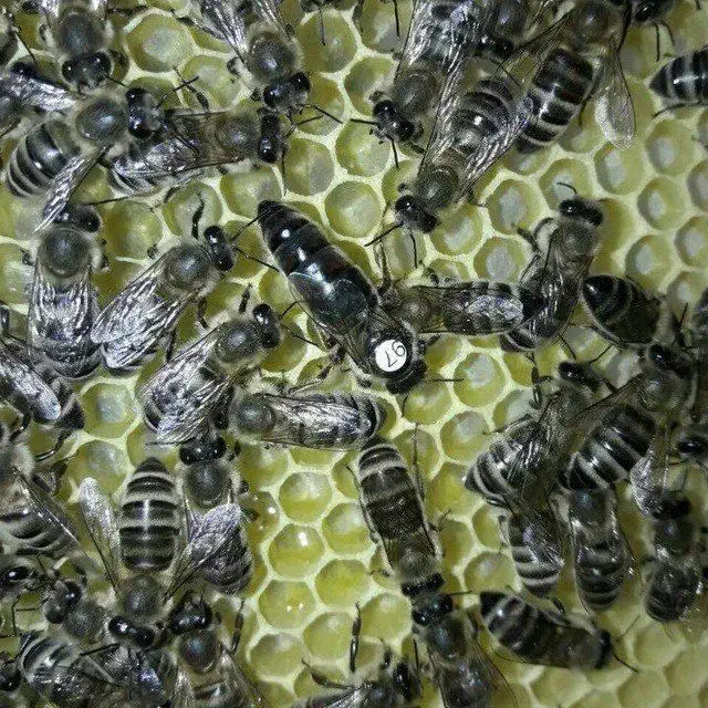 فروش کلونی و کندوی زنبور عسل وانواع ملکه|حیوانات مزرعه|تهران, والفجر (افسریه)|دیوار