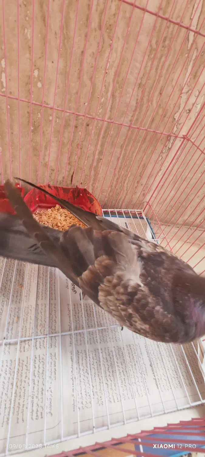 کبوتر|پرنده|دلبران, |دیوار