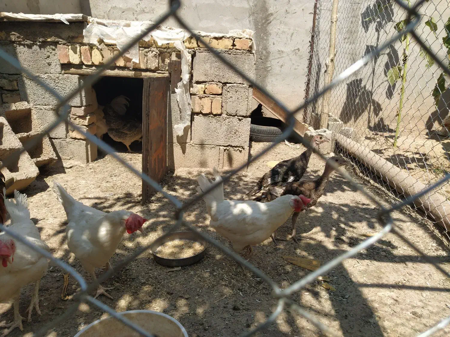 مرغ و خروس محلی|حیوانات مزرعه|مهربان, |دیوار