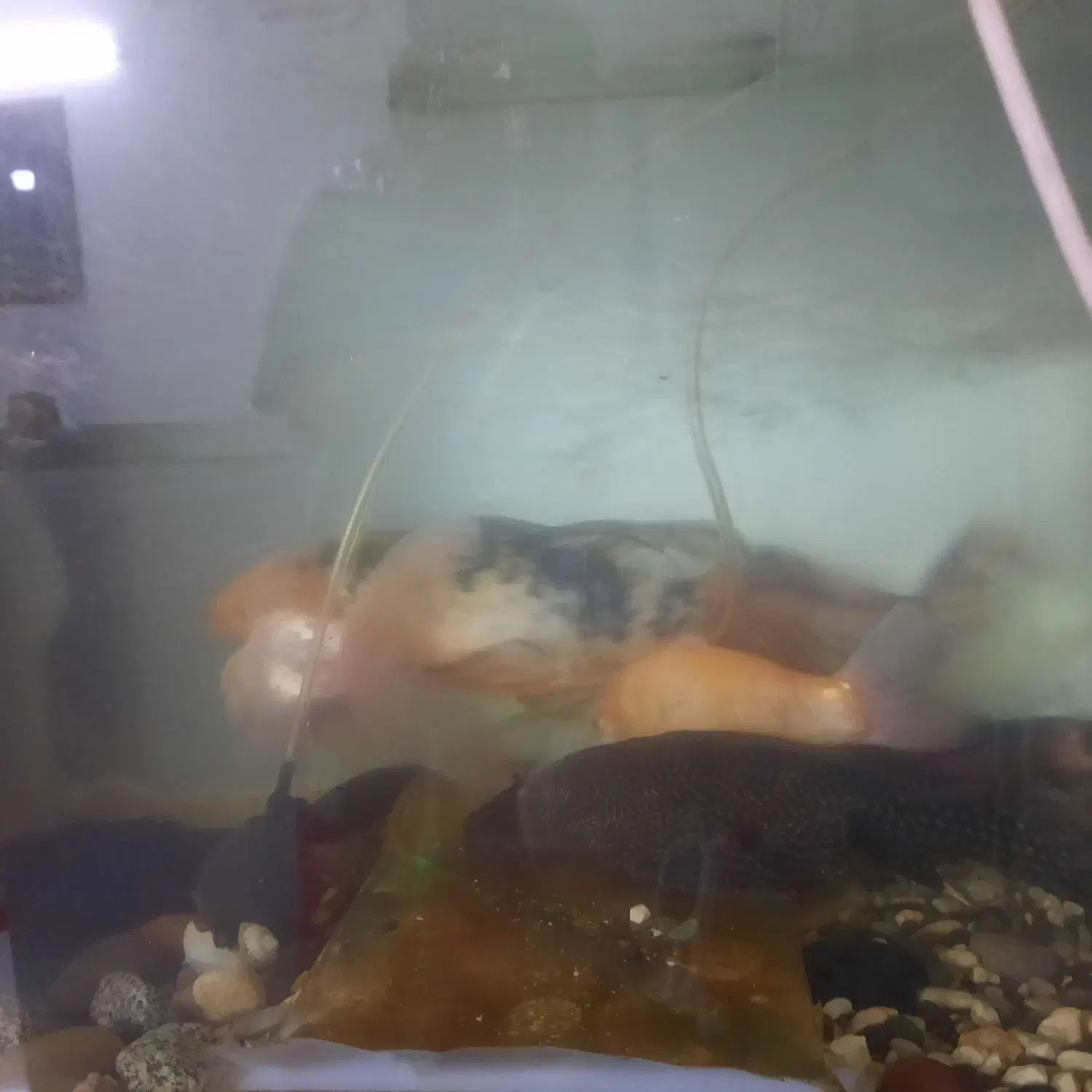 ماهی کوی ۲عدد|ماهی|مشهد, حجت|دیوار