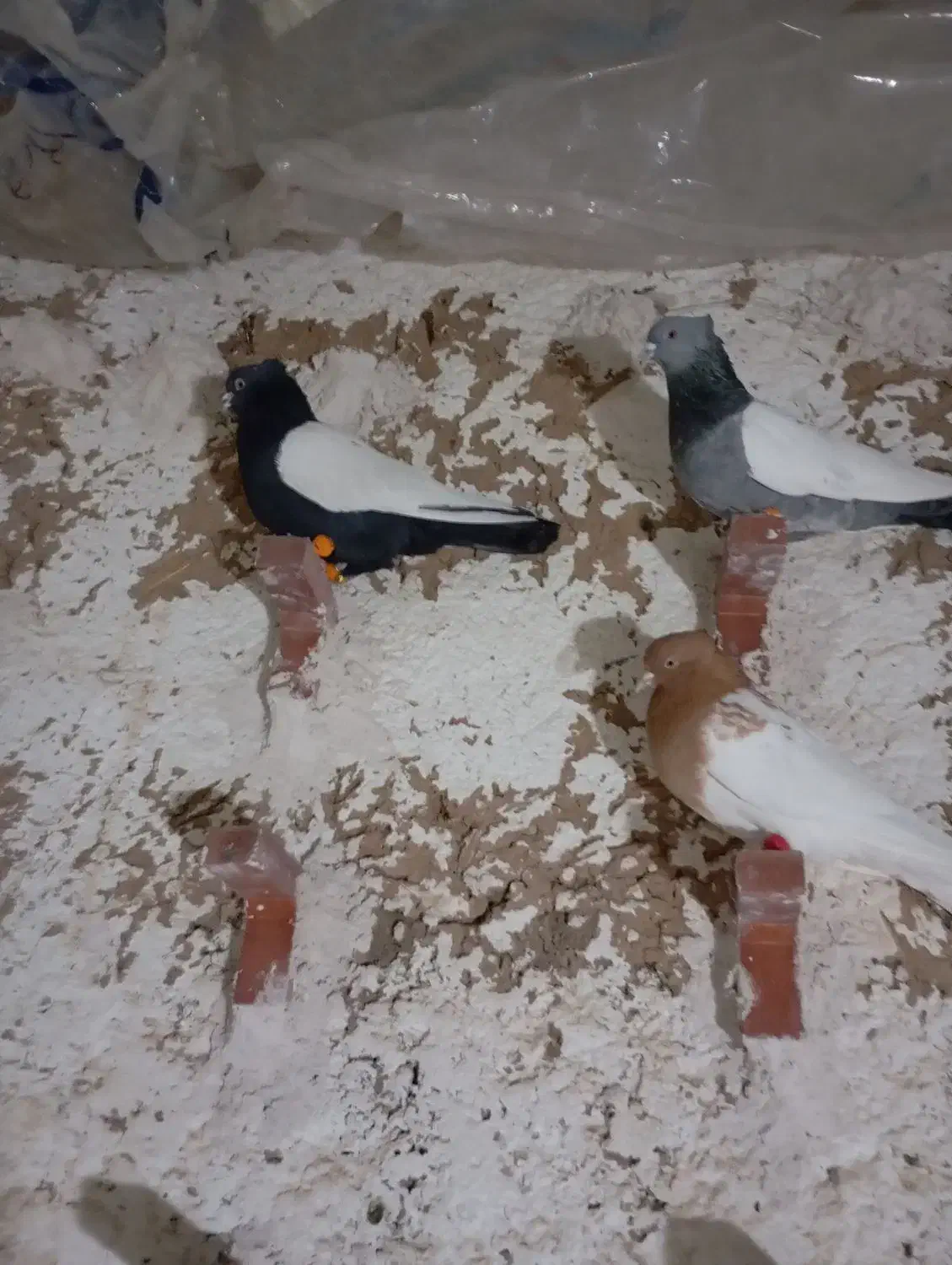 فروش کبوتر|پرنده|نی‌ریز, |دیوار