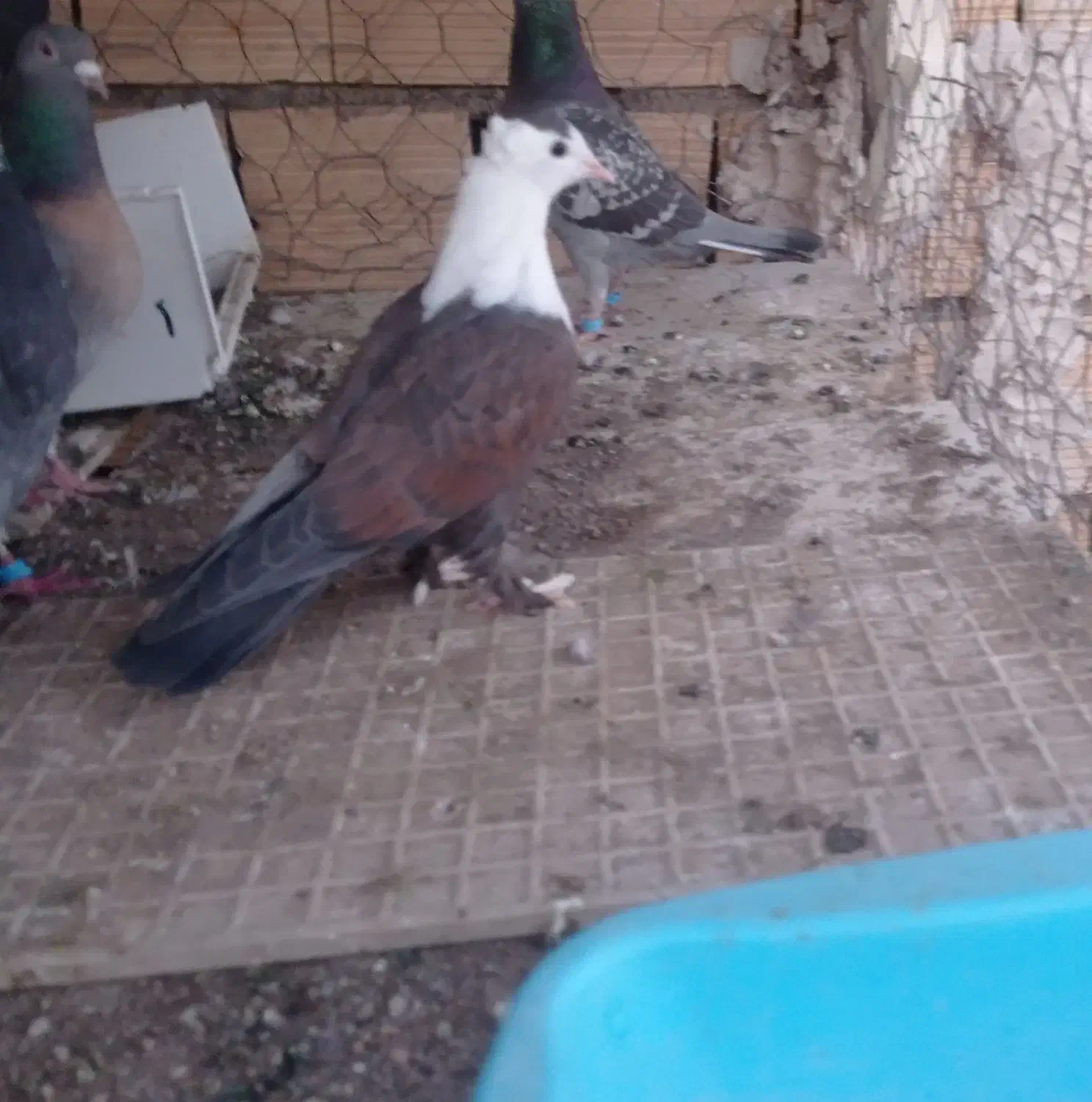 کله سفید|پرنده|فردوس (خراسان), |دیوار