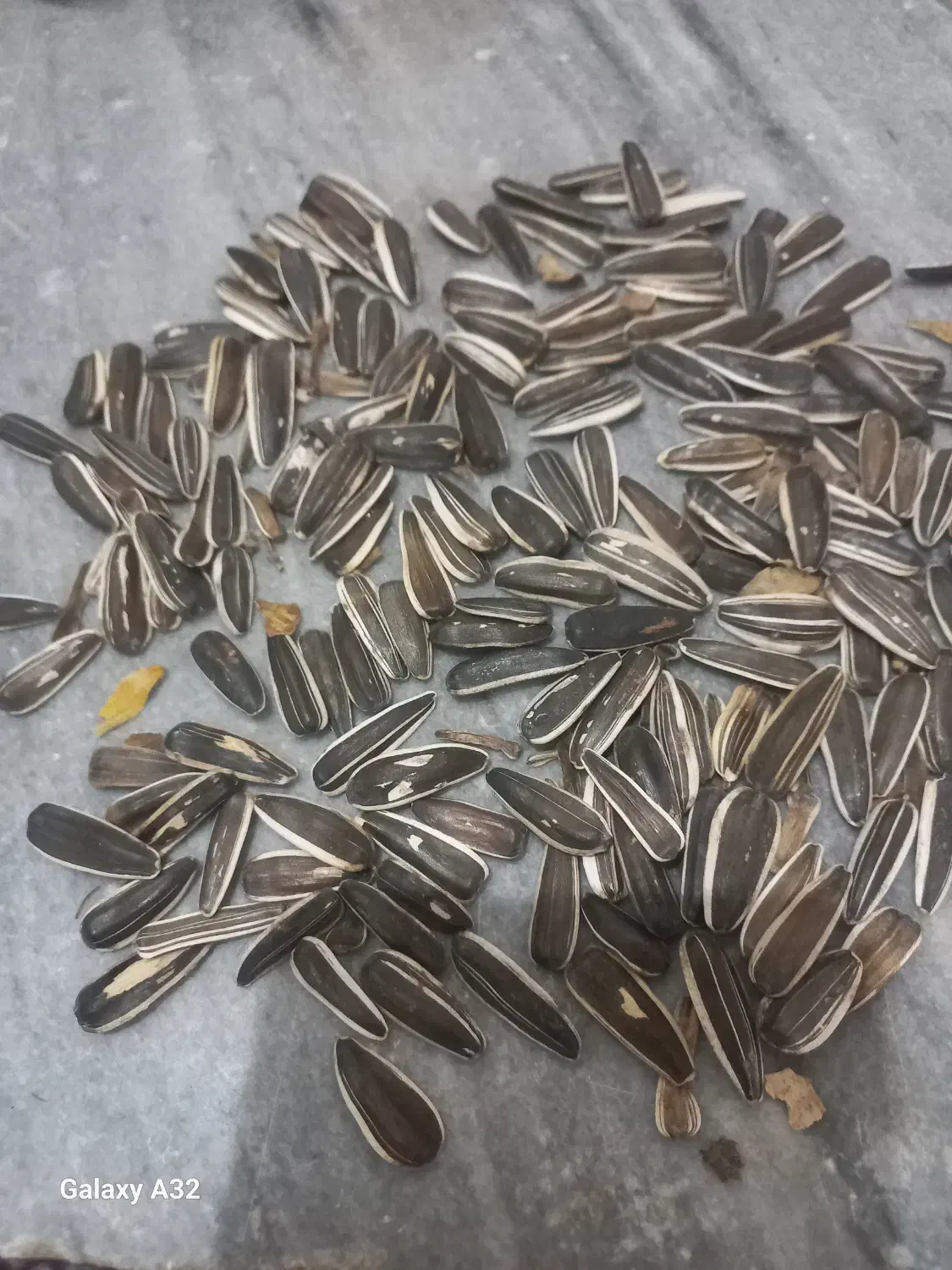 تخمه دور سفید طرح چینی|عمده‌فروشی|تاکستان, |دیوار