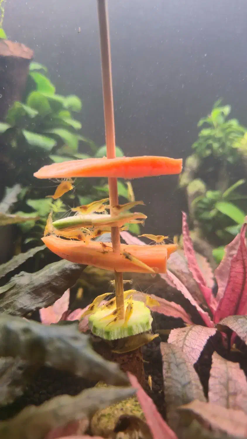 شریمپ یلو گلدن|ماهی|بندرعباس, |دیوار