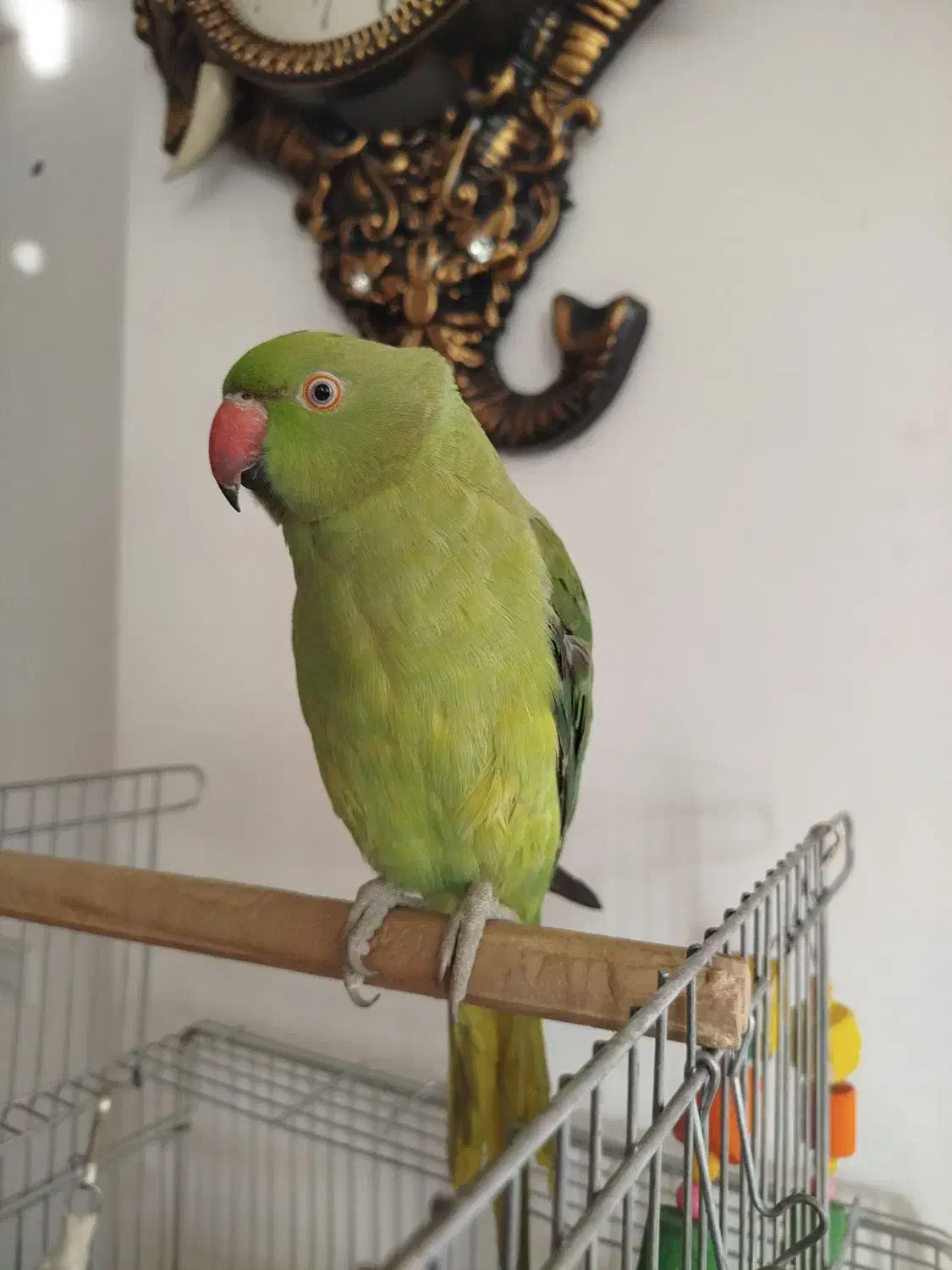 طوطی ملنگو همراه قفس|پرنده|همدان, |دیوار