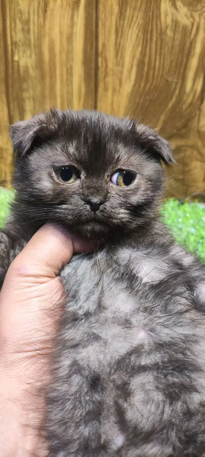 اسکاتیش قهوای|گربه|تهران, امام زاده عبدالله|دیوار