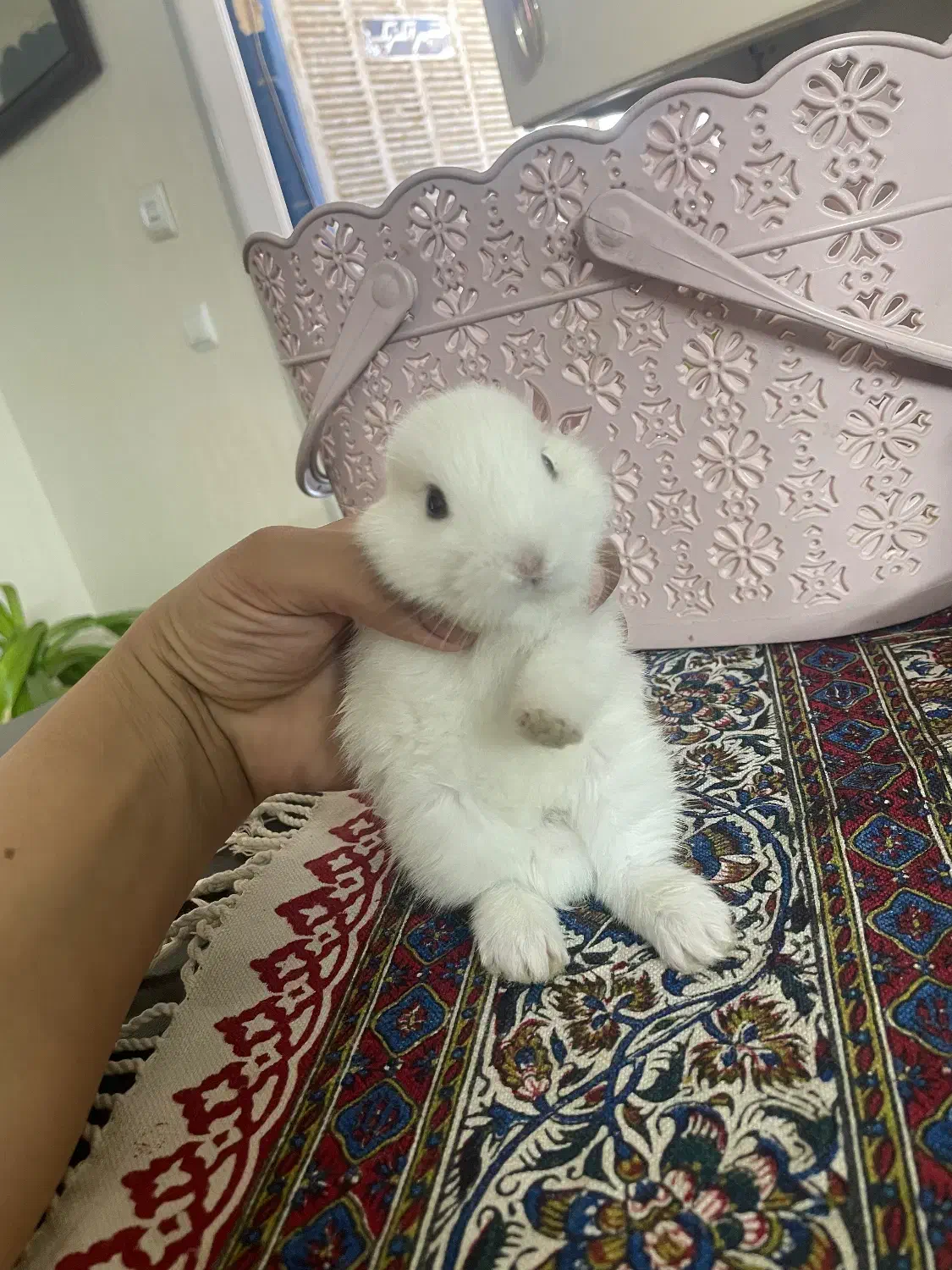 خرگوش مینی لوپ هلندی|موش و خرگوش|یزد, |دیوار