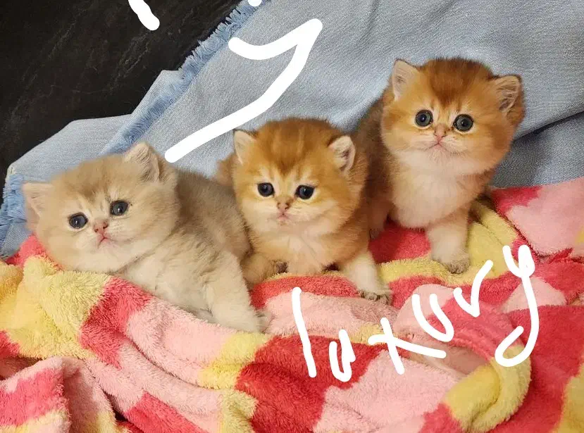 بریتیش|گربه|سیرجان, |دیوار