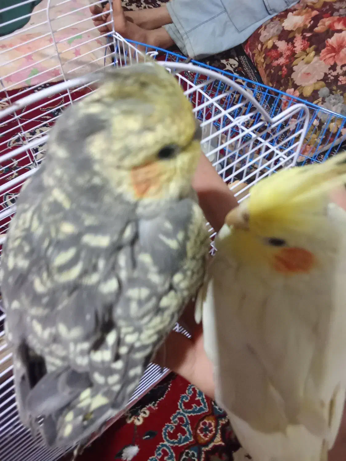 ۲عروس هلندی نازه|موش و خرگوش|قزوین, |دیوار