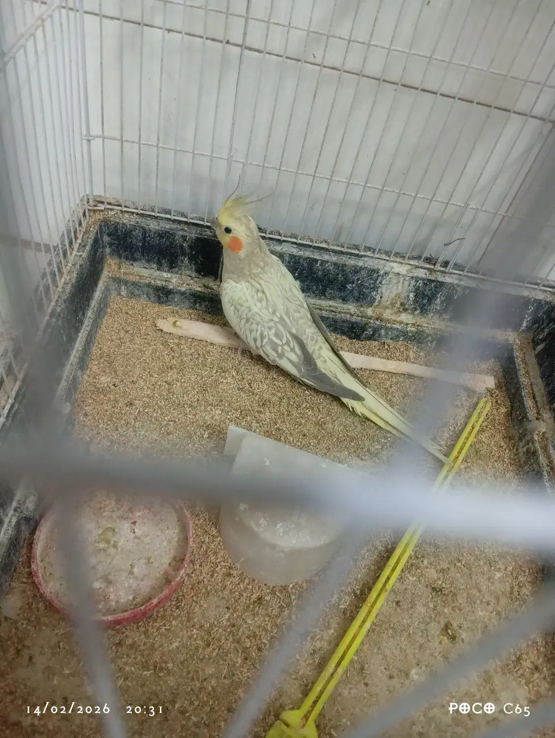 عروس هلندی|پرنده|تربت جام, معدآباد|دیوار