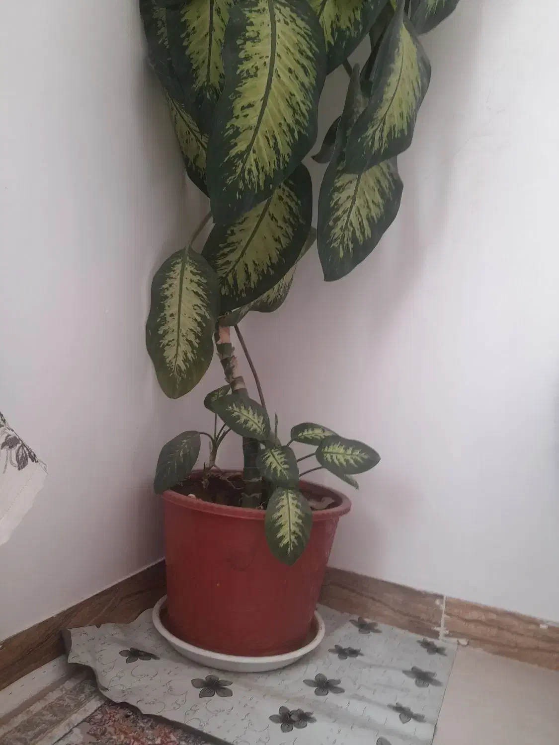 گل دیفین باخیا|گل و گیاه طبیعی|مریوان, |دیوار