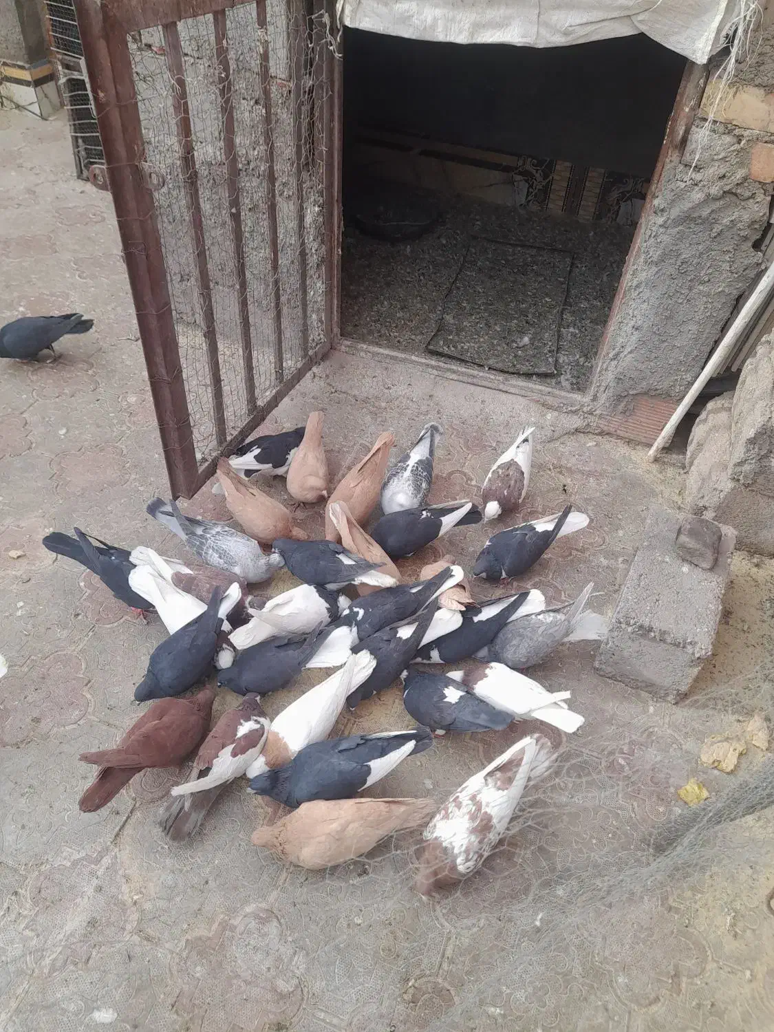 پرنده|پرنده|زرند, |دیوار