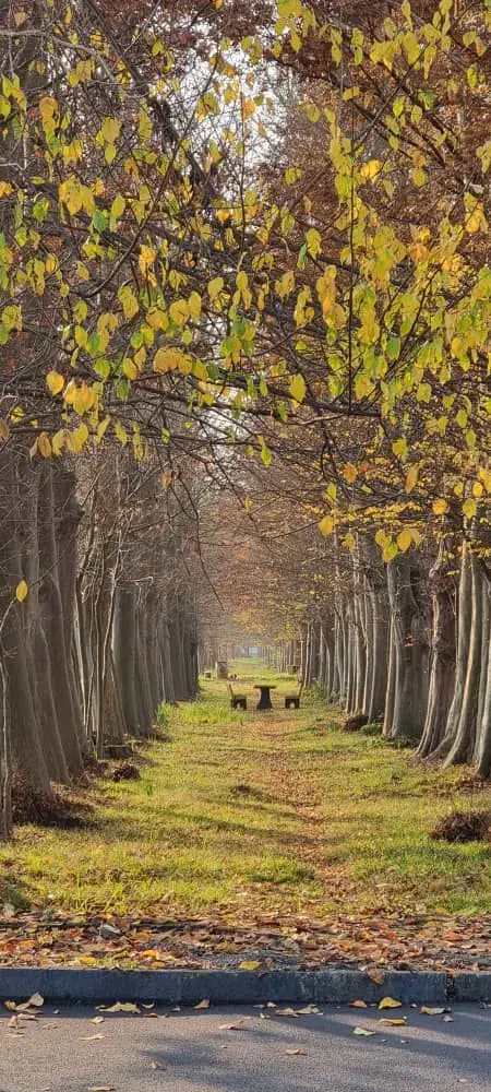فروش زمین در دهکده مهندسین گیل آمارو کاپو|فروش زمین و ملک کلنگی|رشت, لاکان شهر|دیوار