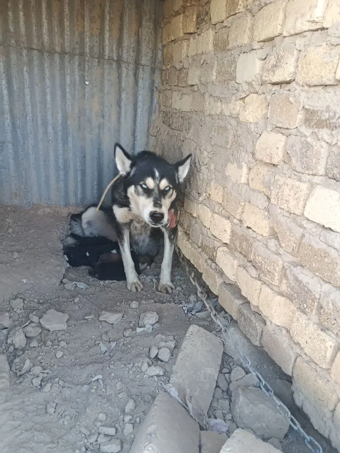 ماده هاسکی با توله|سگ|اراک, |دیوار