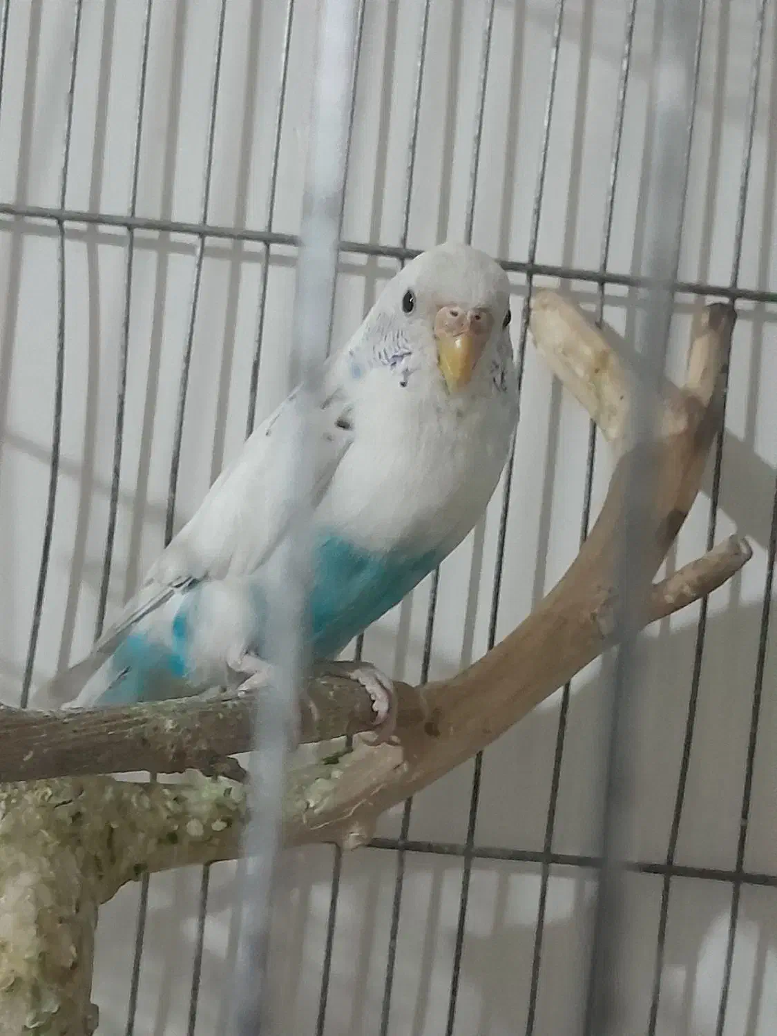 مرغ عشق|پرنده|سیرجان, |دیوار