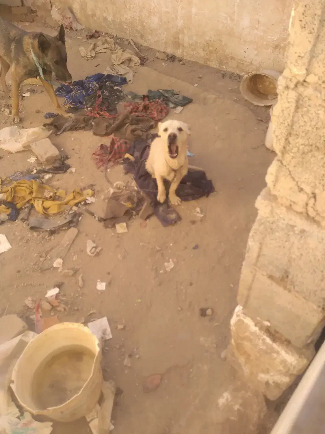 سگ قابل معاوضه باچی زی ک بدردم وخوره|سگ|کرمان, |دیوار