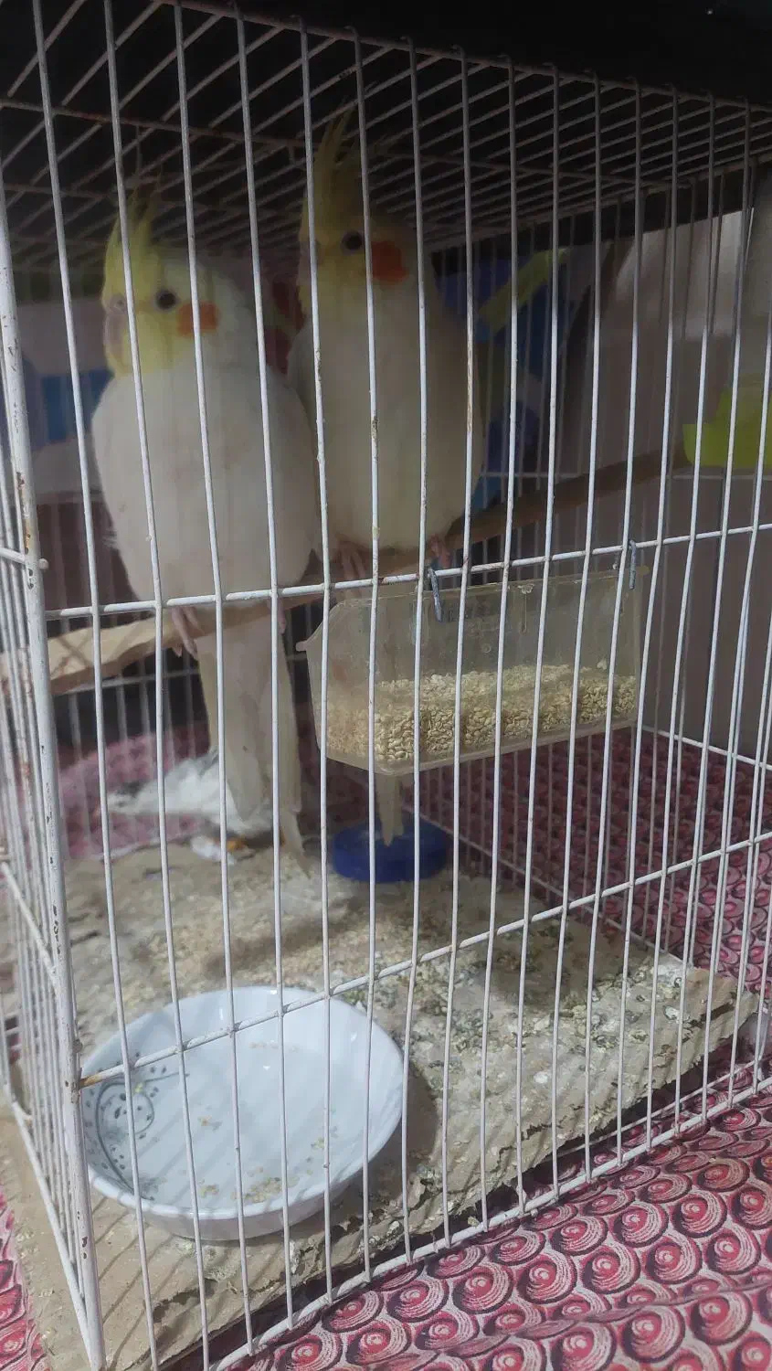 یک جفت نروماده عروس هلندی لوتینو|پرنده|مشهد, شهید بصیر|دیوار