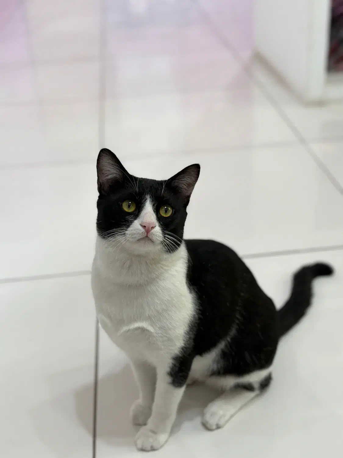 گمشده مژدگانی داره|گربه|لار, |دیوار