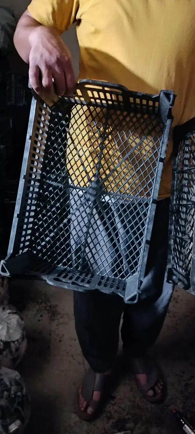 سبد اتوبوسی مخصوص قارچ|ظروف نگهدارنده، پلاستیکی، یکبارمصرف|سنندج, |دیوار