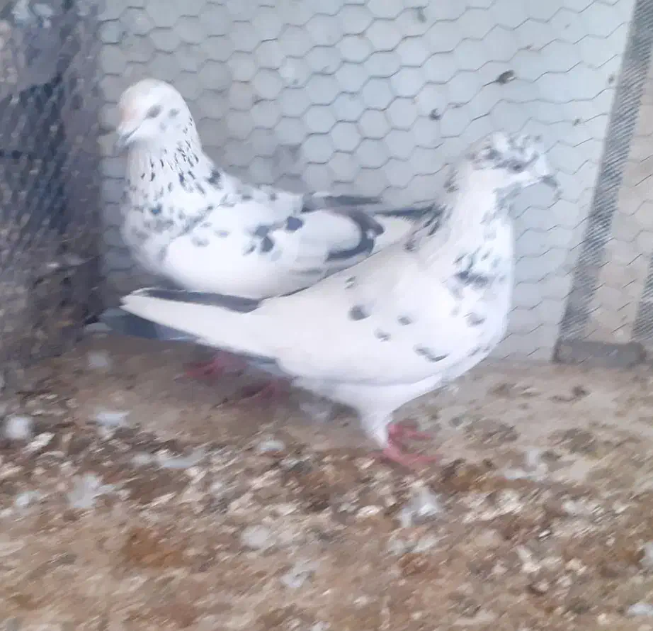 جفت سوسکی|پرنده|ماکو, |دیوار