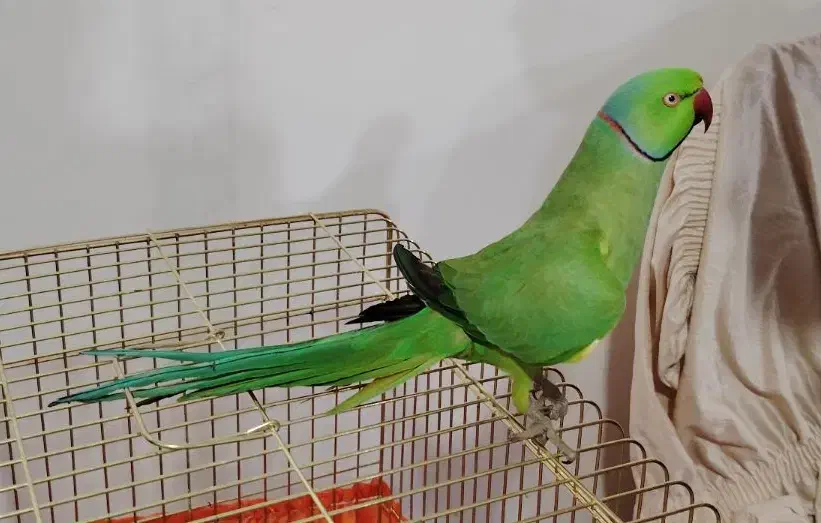 طوطی ملنگو اهلی|پرنده|اهر, |دیوار