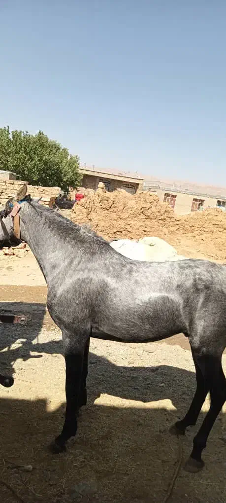 اسب|اسب و تجهیزات اسب‌سواری|بهمن صغاد, |دیوار