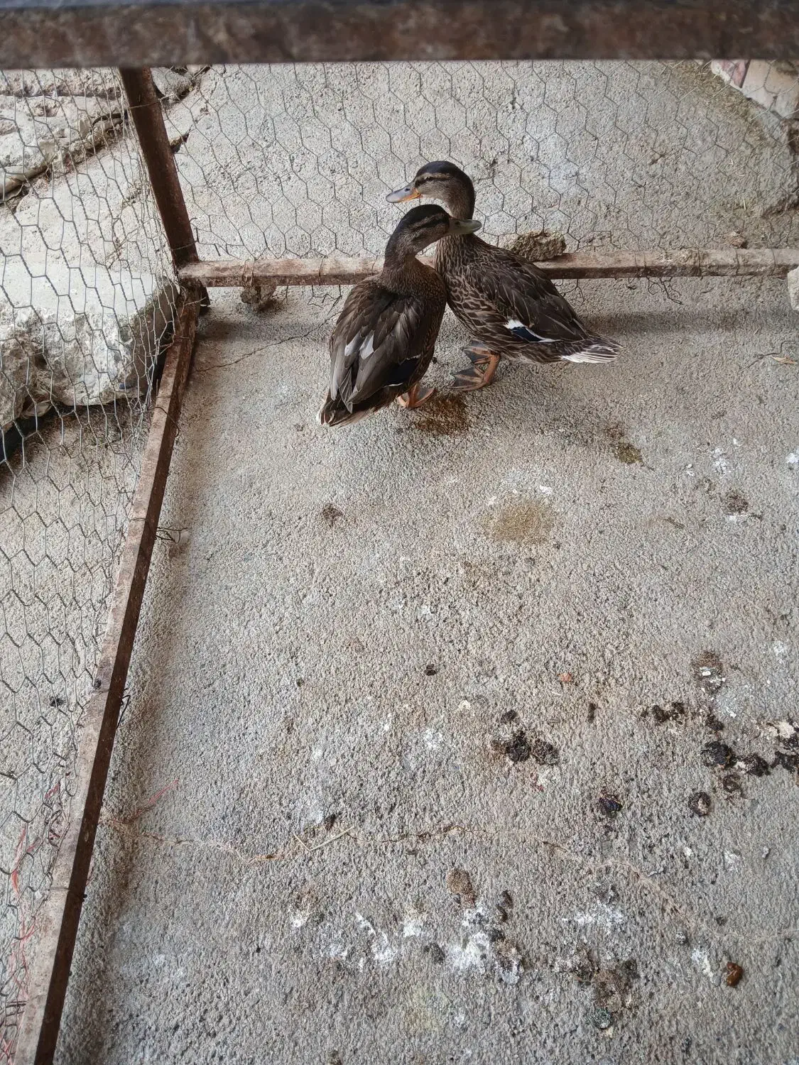 اردک پروازی|حیوانات مزرعه|شیروان (لرستان), |دیوار