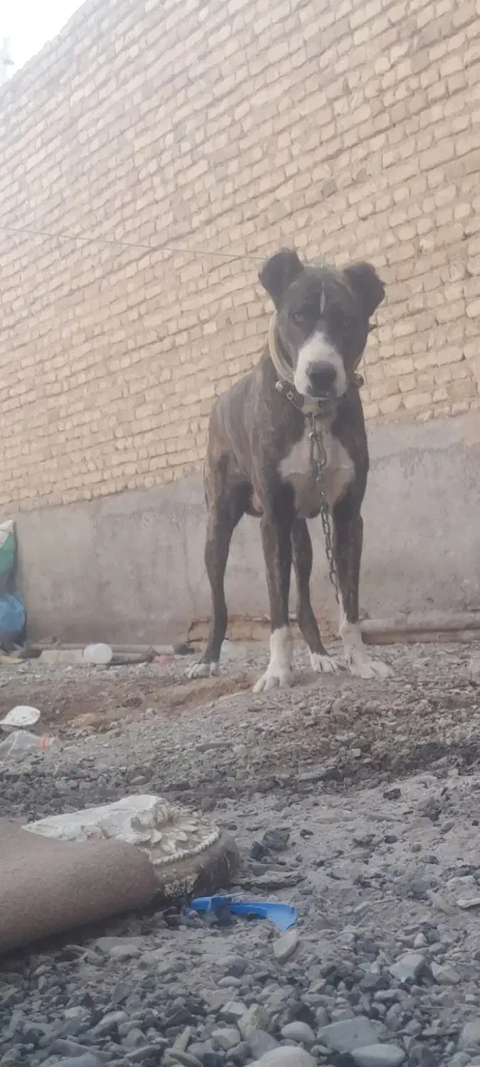 سگ خراسانی|سگ|تربت‌حیدریه, بالا ولایت|دیوار