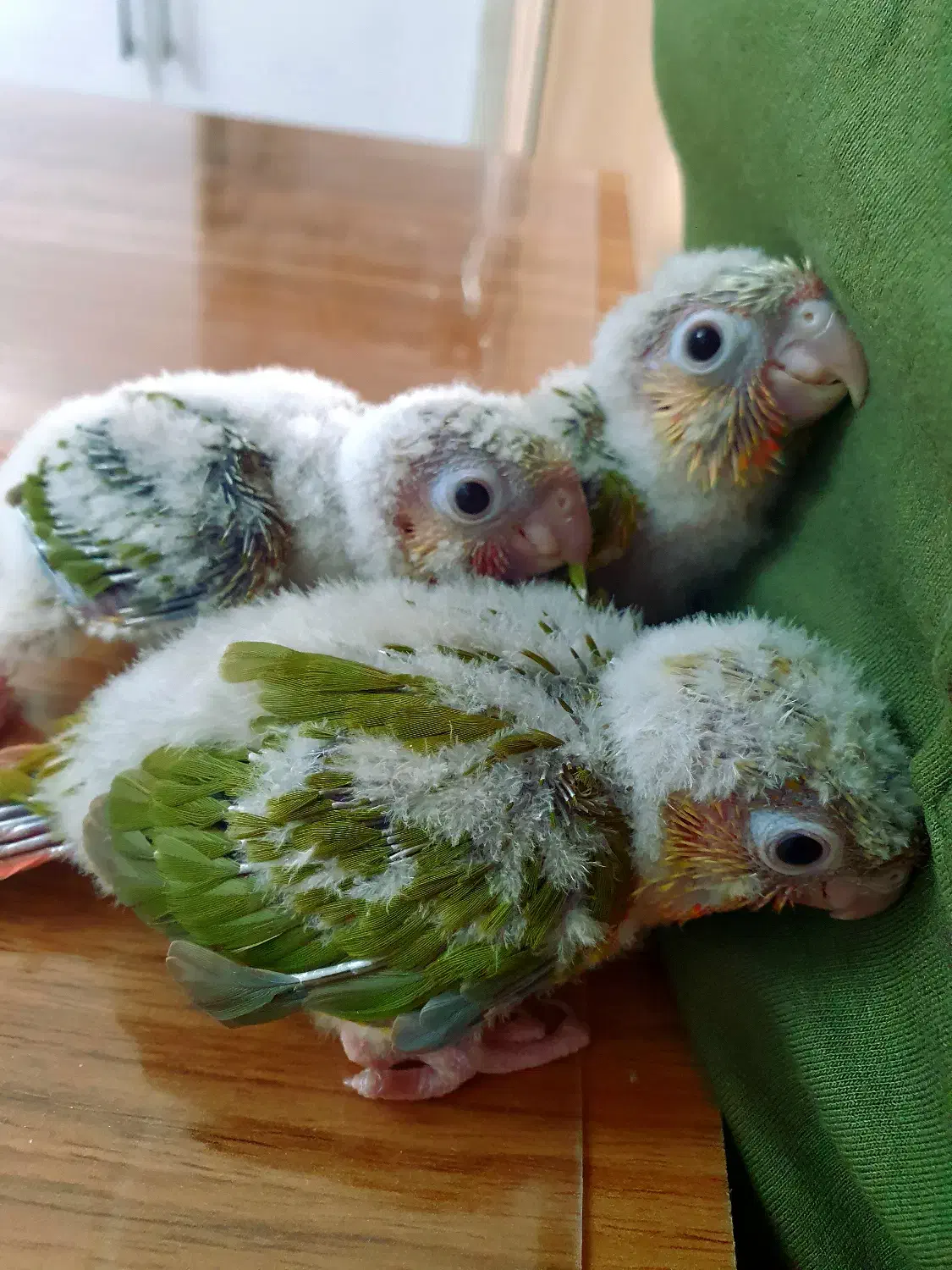 جوجه‌گرینچیک آناناسی سرلاکی|پرنده|فردوس (خراسان), |دیوار