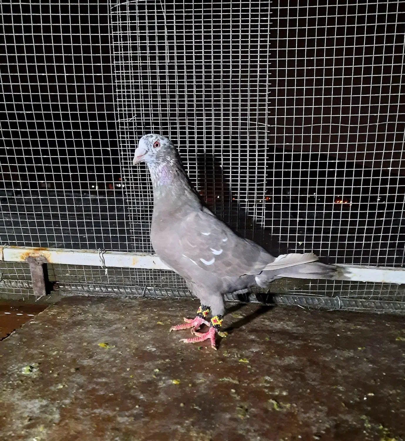 کبوتر پلاکی بزک قهوه ای|پرنده|شیراز, جوادیه|دیوار