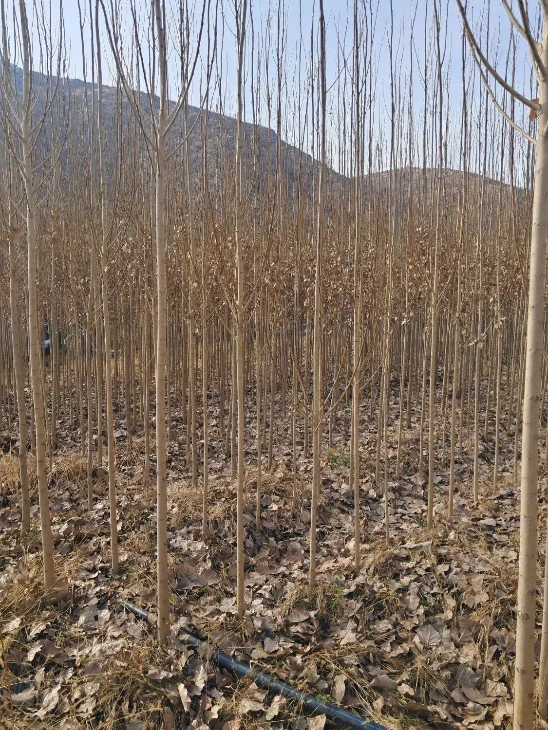 نهالستان درخت چنار و صنوبر|خدمات باغبانی و درختکاری|سروآباد, |دیوار