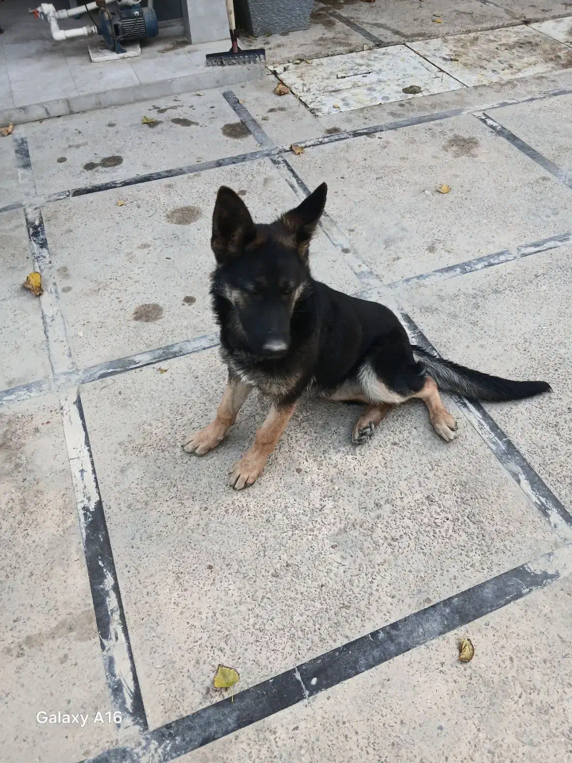 سگ ژرمن|سگ|پلنگ آباد, |دیوار