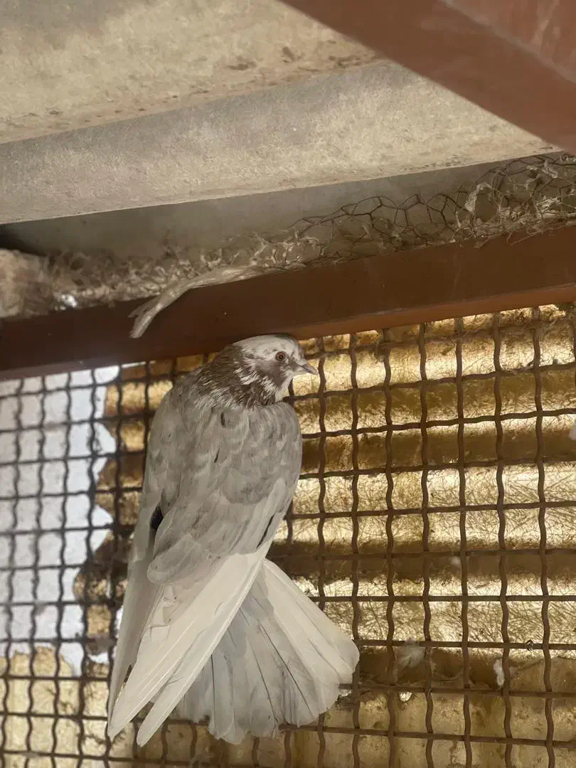 ۳ عدد کبوتر غریبگیری عالی|پرنده|شهریار, شهریار|دیوار