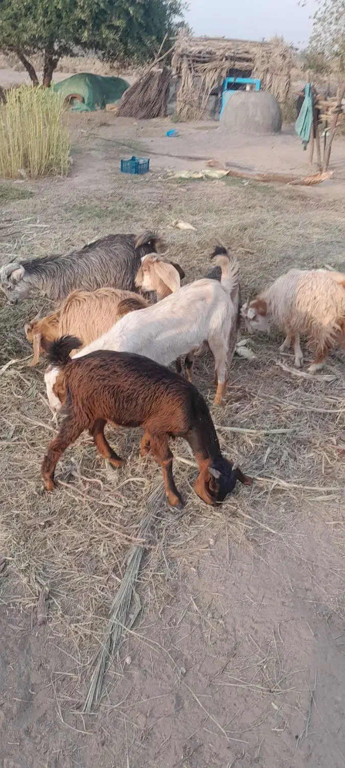 کهره نر|حیوانات مزرعه|جیرفت, |دیوار