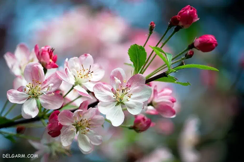 پرستار جهت نگهداری سالمند|استخدام درمانی، زیبایی، بهداشتی|قدس, شهرک فرزان|دیوار