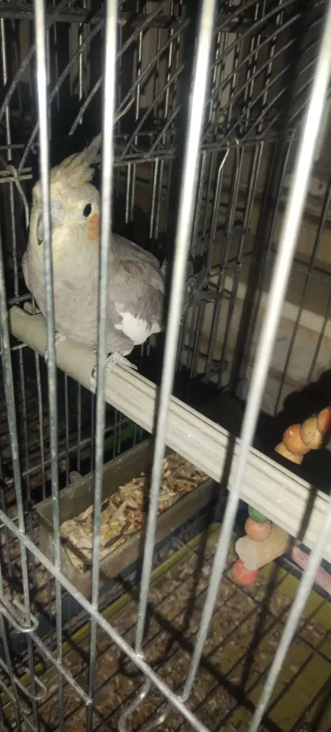 عروس هلندی|پرنده|شیراز, شاه قلی بیگی|دیوار