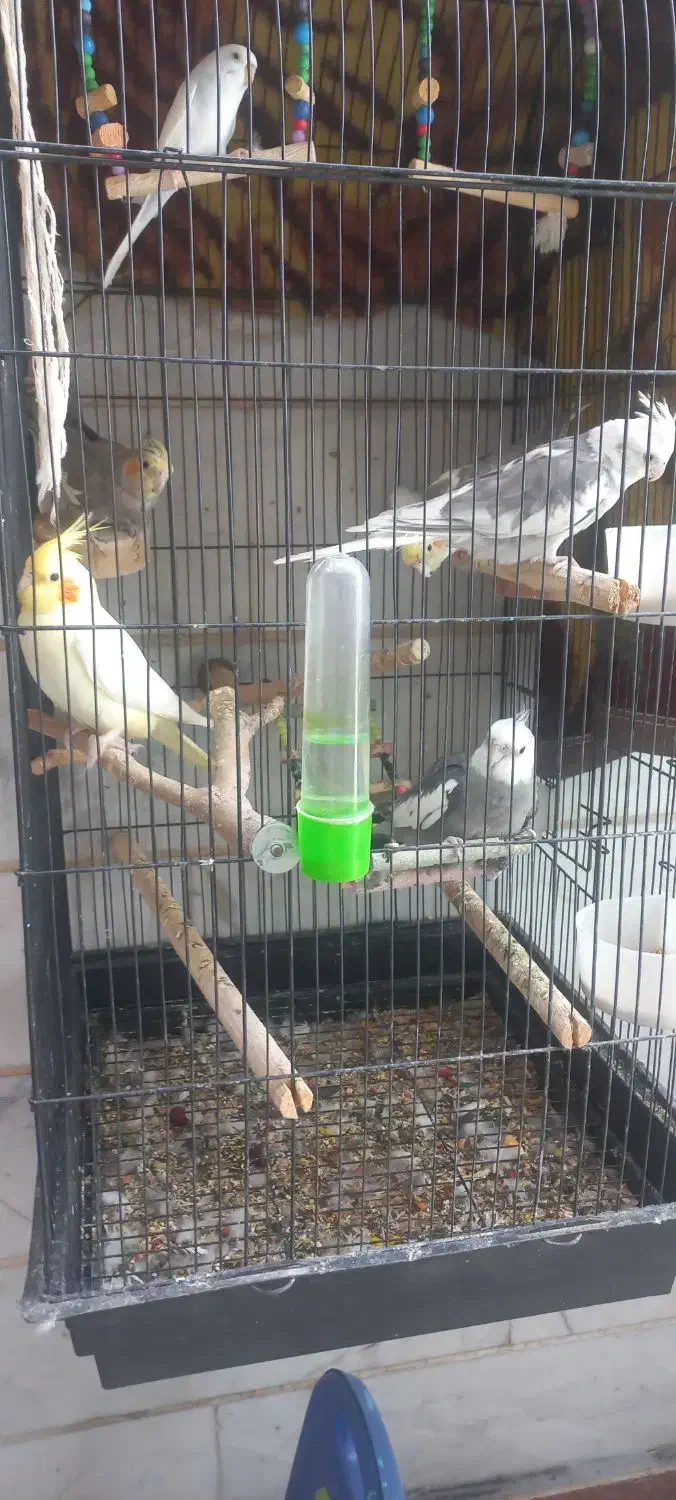 فروش عروس هلندی|پرنده|ملارد, |دیوار