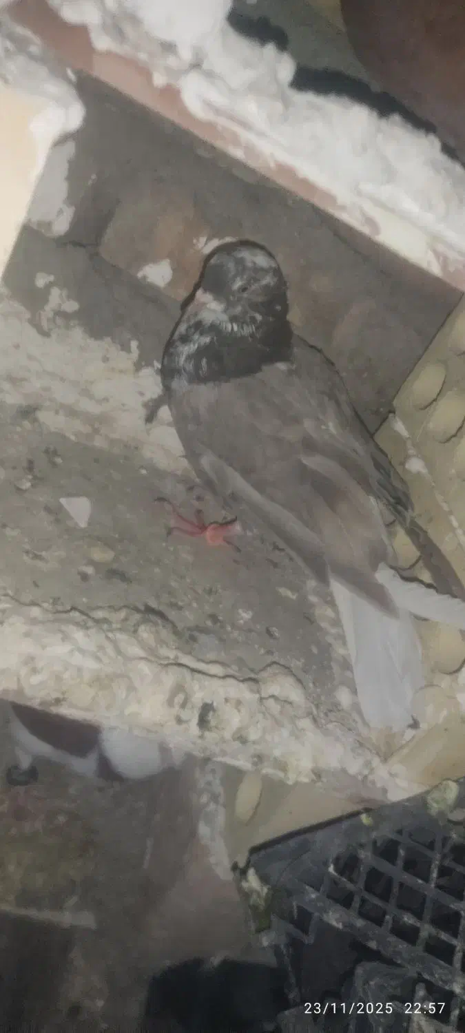 مامله میکنم|پرنده|ایرانشهر, |دیوار