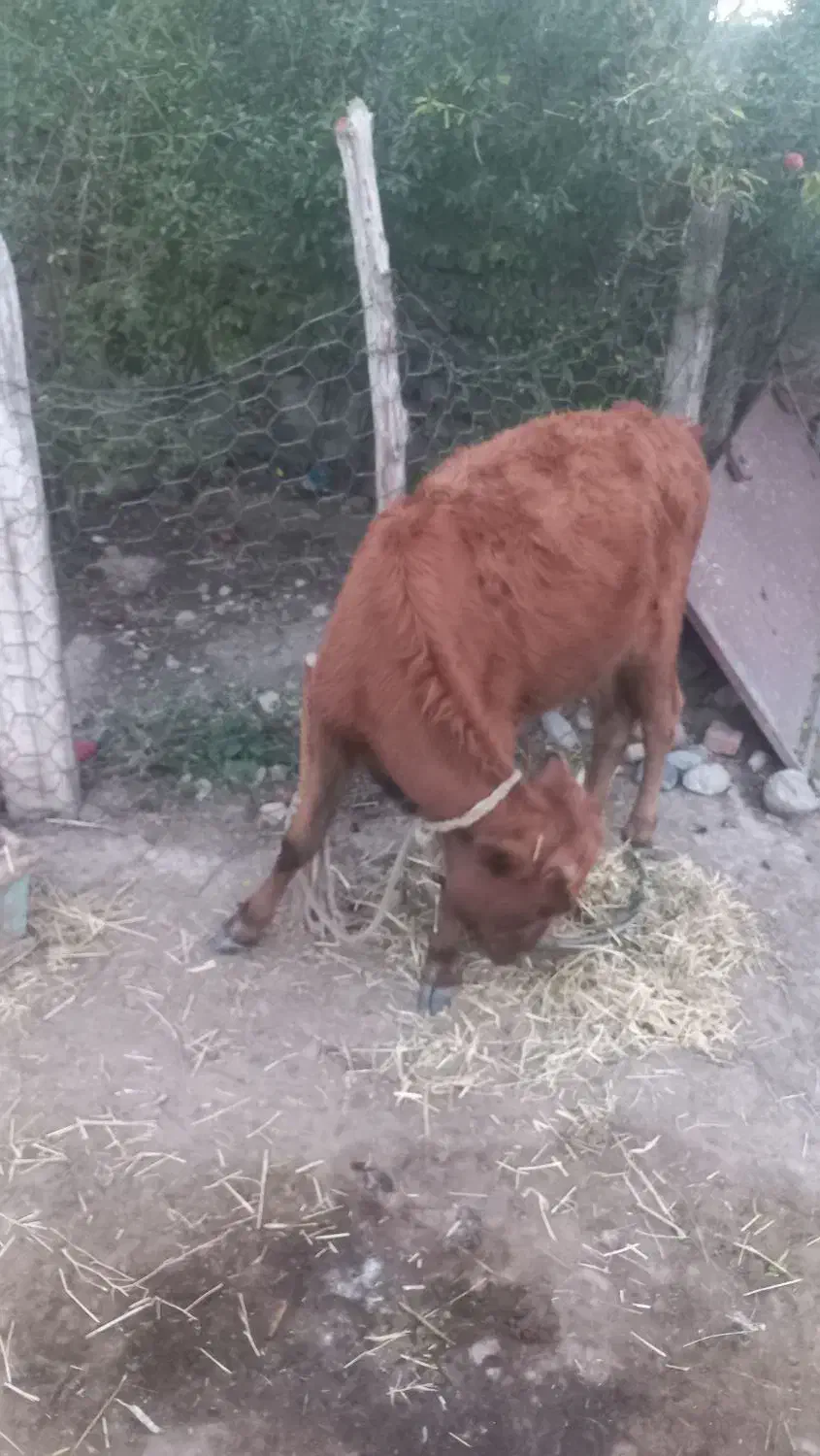 گوساله ماده|حیوانات مزرعه|خدا آفرین, |دیوار