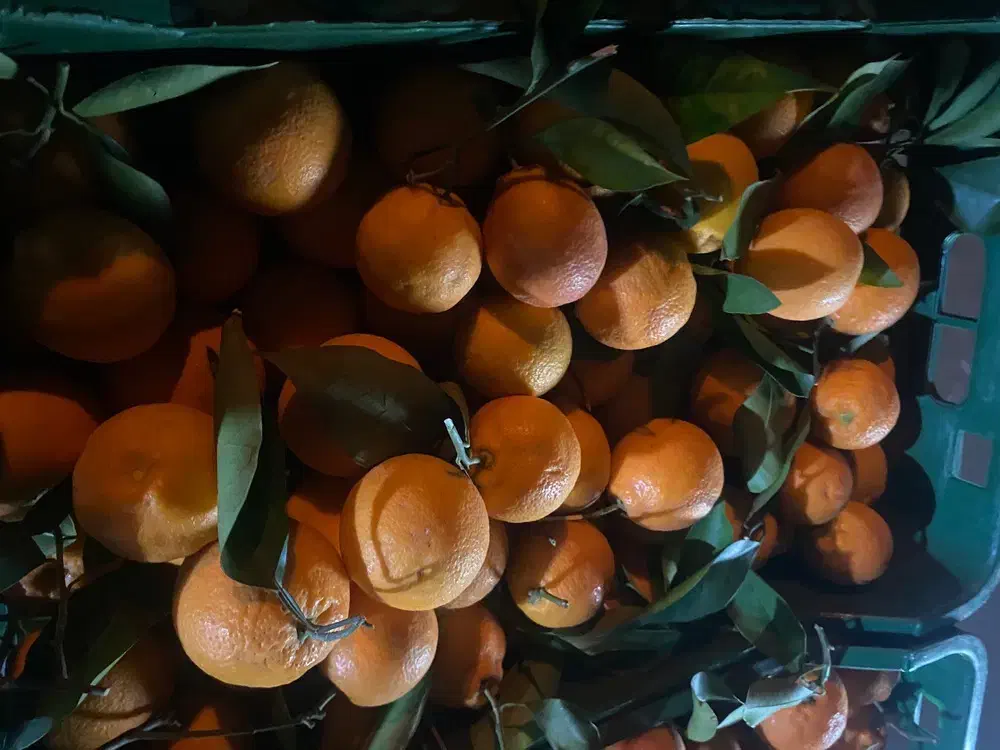 خریدار پرتقال هستیم|فعالیت داوطلبانه تحقیقاتی|قائم‌شهر, |دیوار