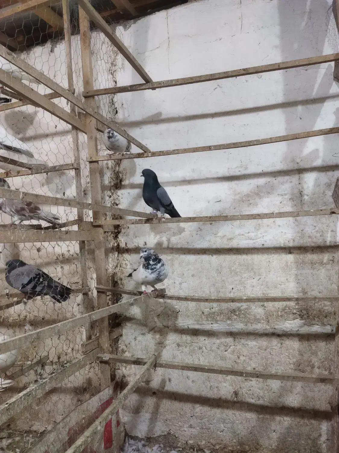 کبوتر|پرنده|رشت, لاکان شهر|دیوار