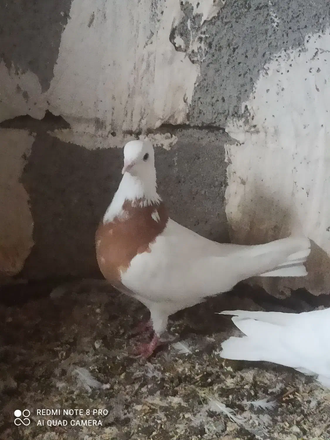 طوقی|پرنده|تیکمه داش, |دیوار