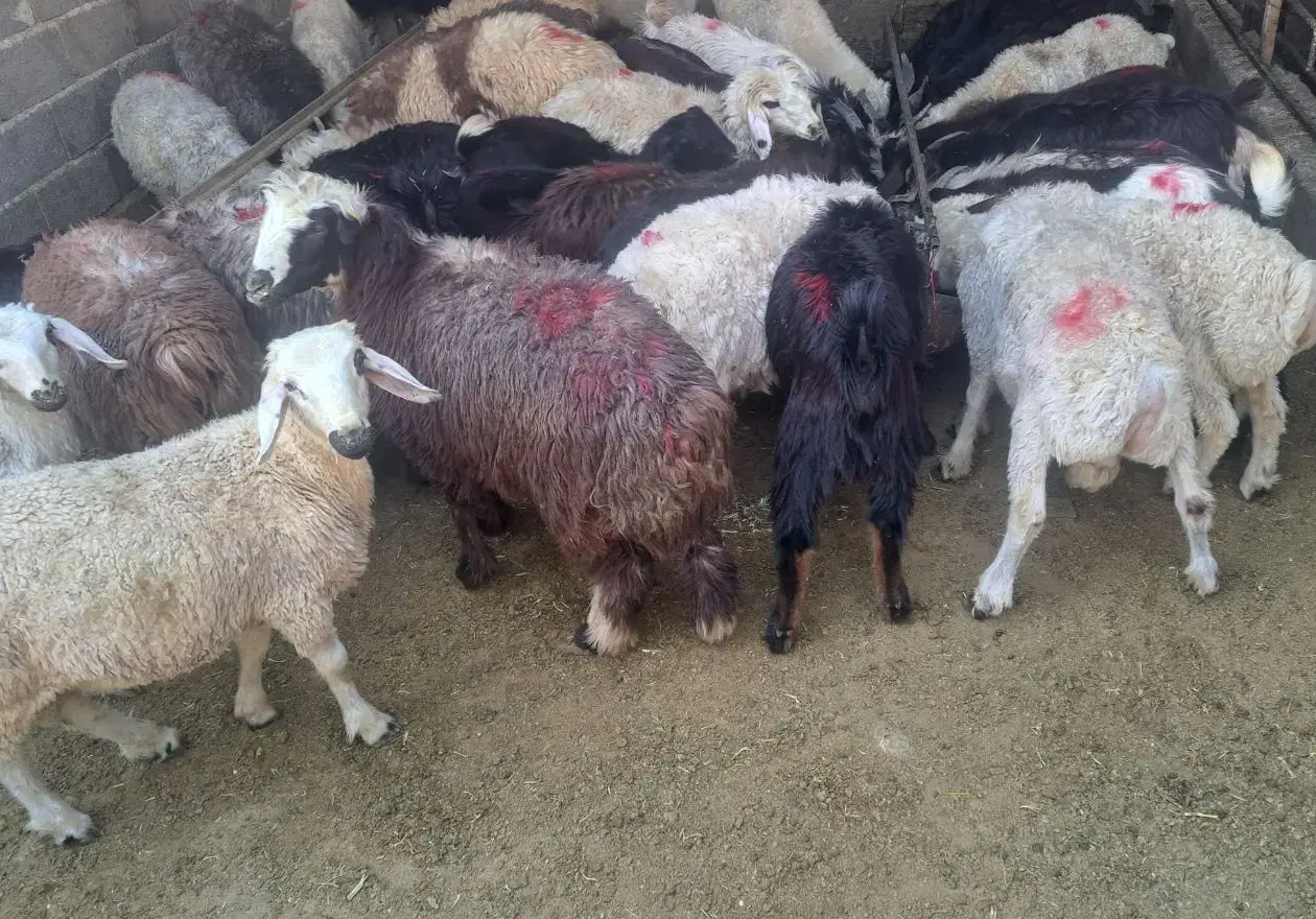 گوسفند|حیوانات مزرعه|شیراز, محمدیه|دیوار