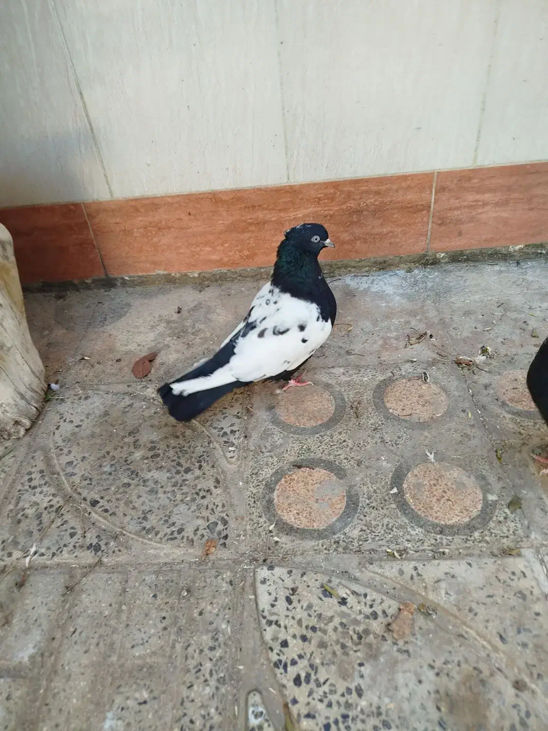 ماده سینه ای|پرنده|مبارکه, |دیوار