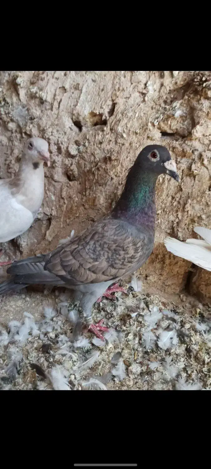 کبوتر طاووسی|پرنده|تایباد, |دیوار