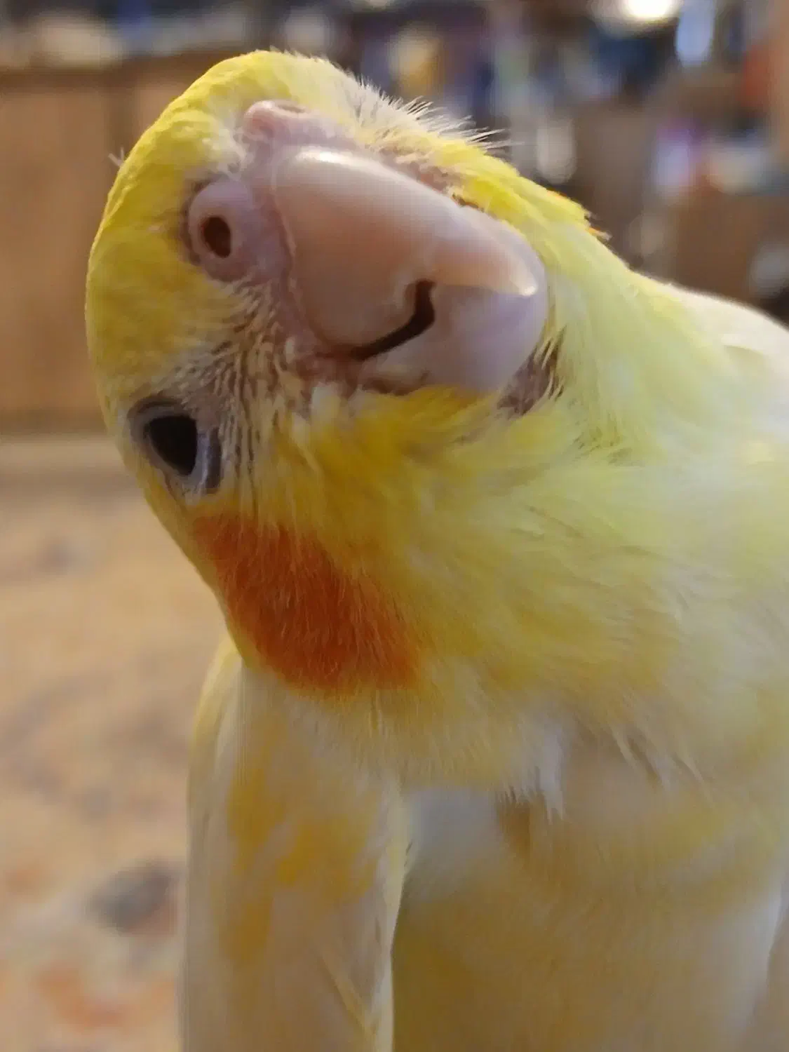 دوعدد عروس هلندی جفت|پرنده|ری, دولت‌آباد|دیوار