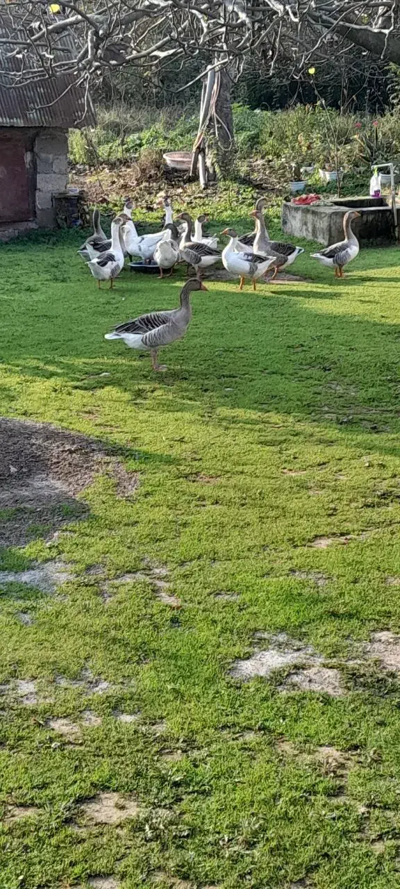 غاز محلی و نمایی|حیوانات مزرعه|گوراب زرمیخ, |دیوار