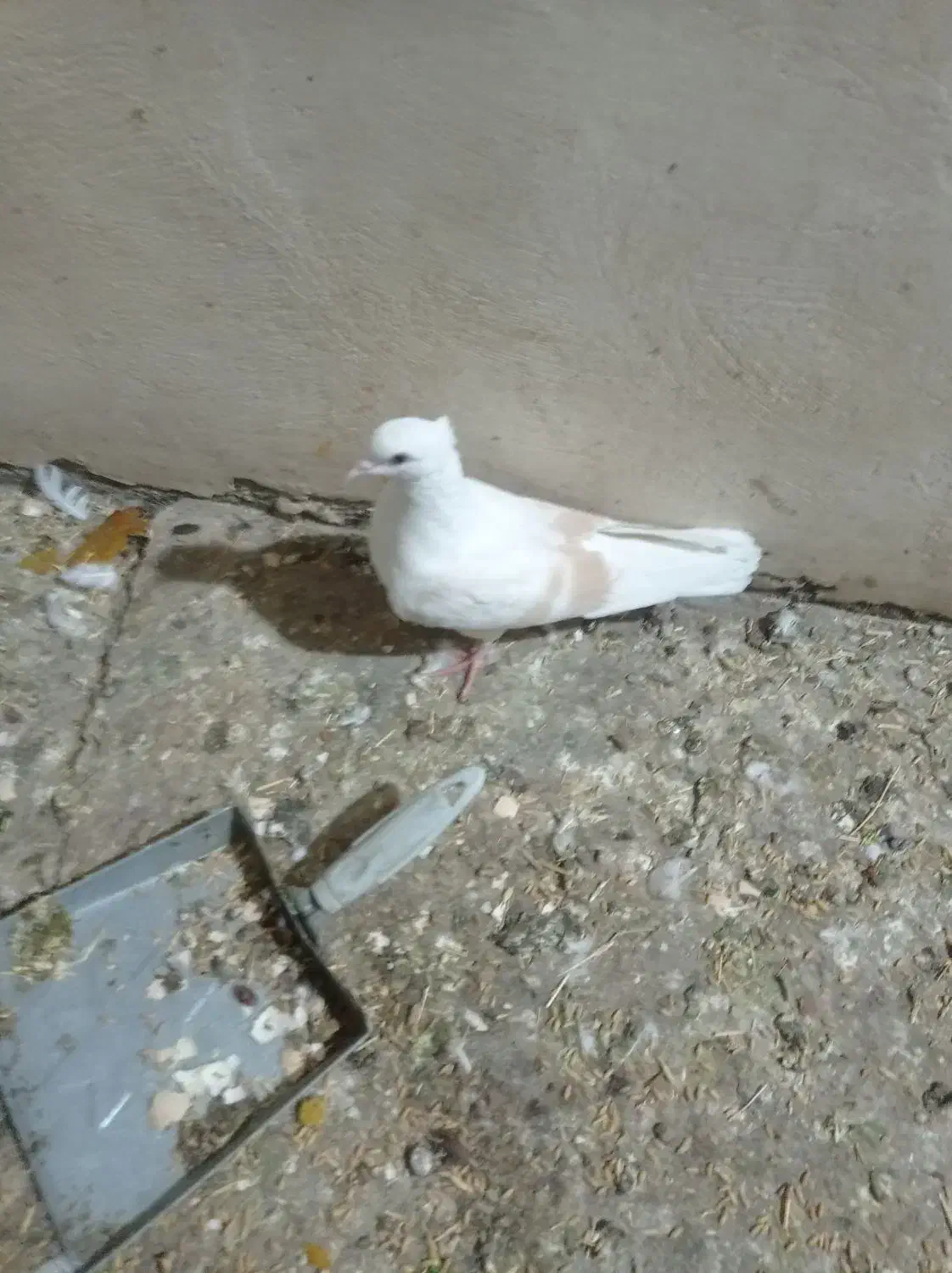 سلام ۶تا کفتر نازار|پرنده|خرمآباد, |دیوار