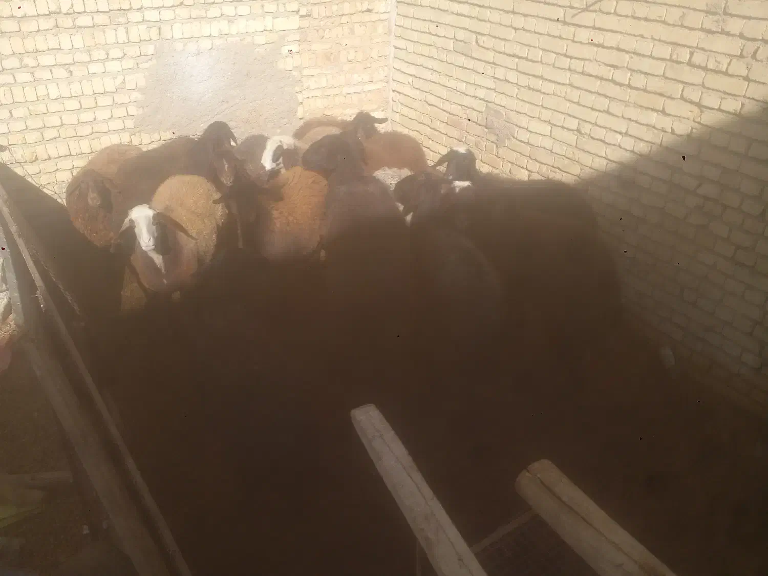 ۱۵راس شیشک ابستن زایده قزل افشار|حیوانات مزرعه|فریدونشهر, |دیوار