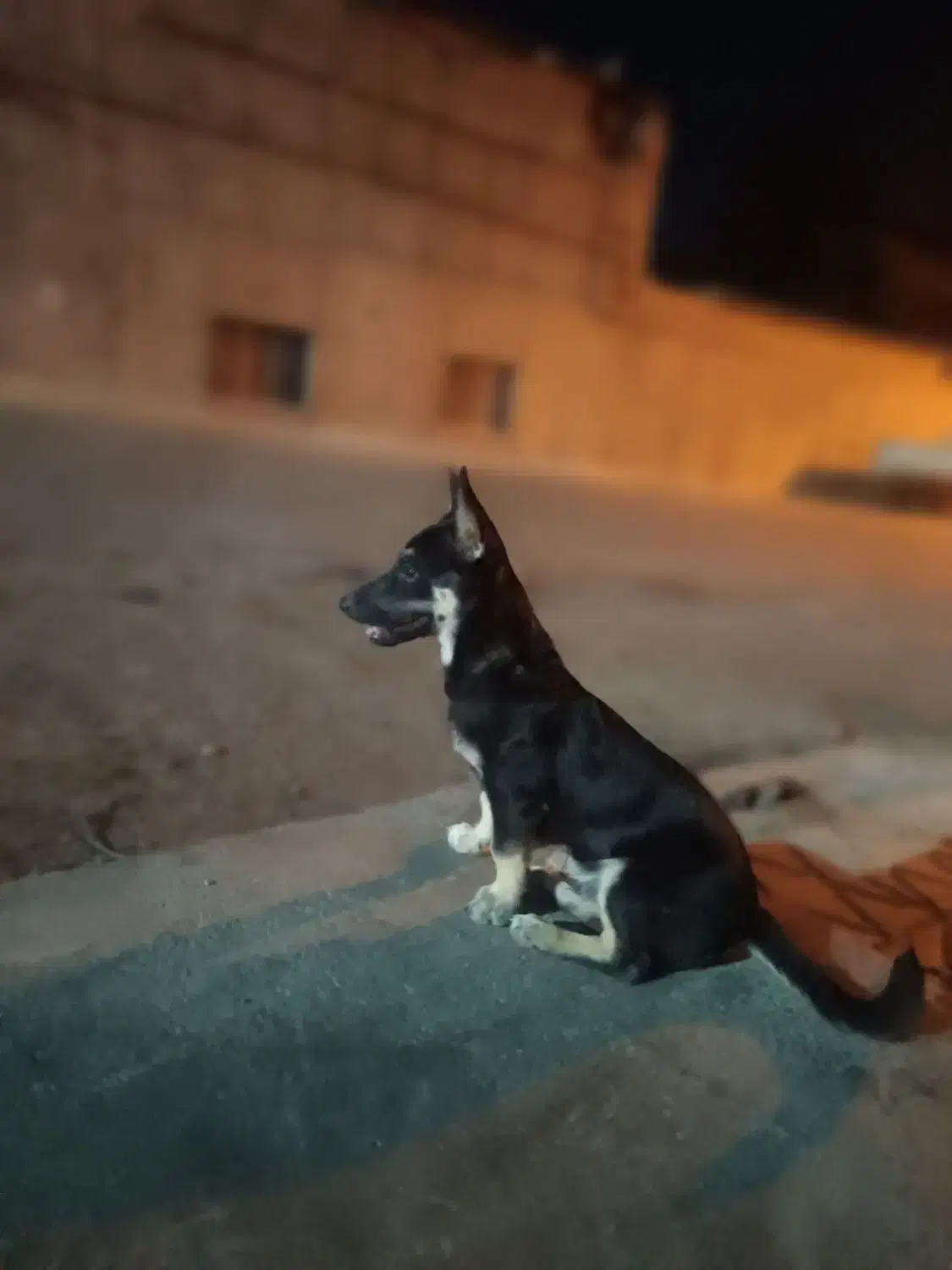 گمشده سگ گرگی|حیوانات|تربت جام, بیست متری منبع آب|دیوار